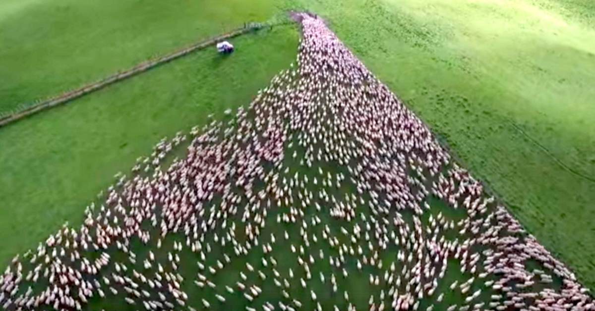 Its Viral! Υπνωτιστικό βίντεο από drone που κατέγραψε ένα κοπάδι προβάτων