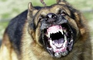 Τα 10 πιο επικίνδυνα σκυλιά του κόσμου