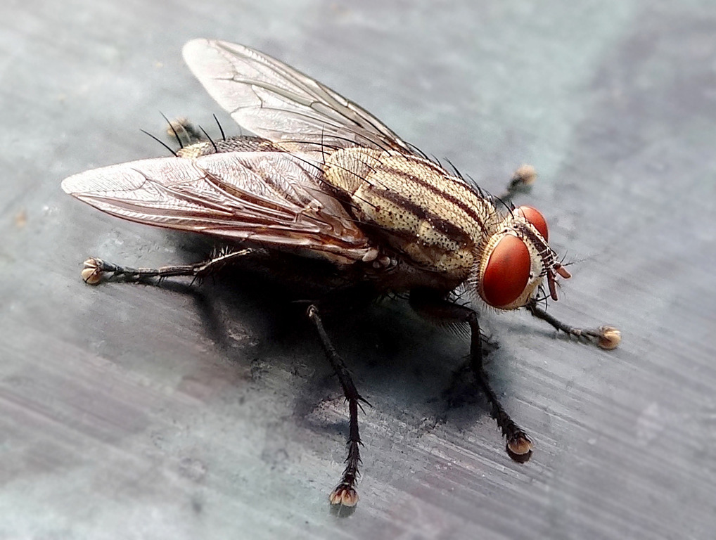 Πασχαλινό τραπέζι και μύγες: Τρόποι για να τις εξοντώσετε!