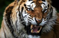 Τίγρης επιτέθηκε και κατασπάραξε την εκπαιδεύτριά του