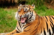 Ολλανδία: Συναγερμός από δύο τίγρεις που δραπέτευσαν