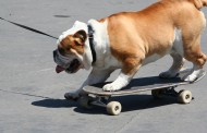 Γερμανία: Πολιτική παρέμβαση για το σκύλο που κάνει... skateboard! (βίντεο)