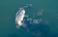Κίνα: Προβληματίζει η τεράστια οικολογική καταστροφή με 35 τόνους νεκρά ψάρια