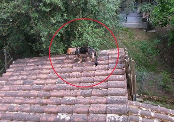 Σκύλος εγκλωβίστηκε σε στέγη (φώτο)
