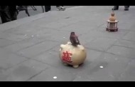 Απίστευτο βίντεο: Πουλί-ζητιάνος μαζεύει χρήματα από περαστικούς!