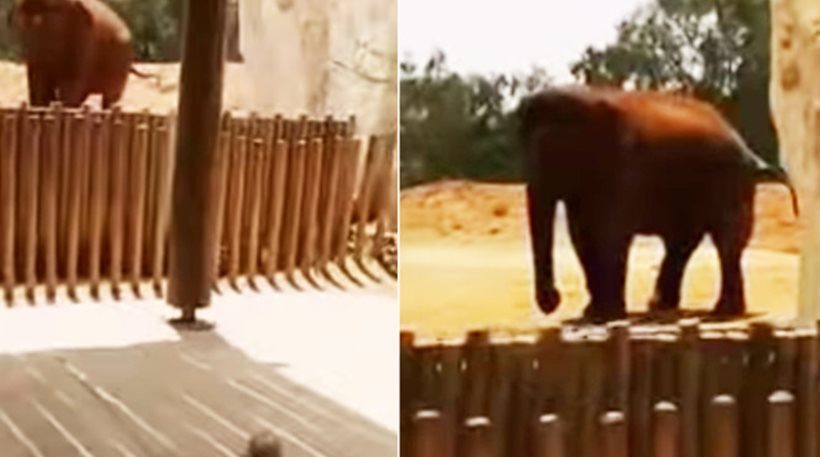 Βίντεο: Τραγικός θάνατος εφτάχρονης σε ζωολογικό κήπο - Της έσπασε το κεφάλι ελέφαντας με πέτρα