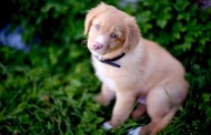 Ντίσελντορφ: Στο εδώλιο σκύλος κατηγορούμενος για το θάνατο 12 προβάτων