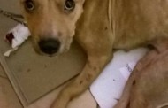 Ελλάδα: Οργή για τον ιδιοκτήτη που πέταξε από τον 3ο όροφο ένα σκύλο!