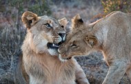 Βερολίνο: Συναγερμός σήμανε όταν δύο λιοντάρια το έσκασαν από ζωολογικό κήπο!