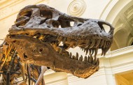 Έρευνα: Έζησαν τυραννόσαυροι στη Γερμανία;