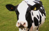 Γερμανία: Η αστυνομία κυνηγούσε επί 4 εβδομάδες μία αγελάδα μέχρι να την πιάσει