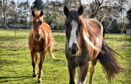 Κάτω Σαξωνία: Δεκάδες άλογα σε κατάσταση αμόκ έσπειραν τον πανικό