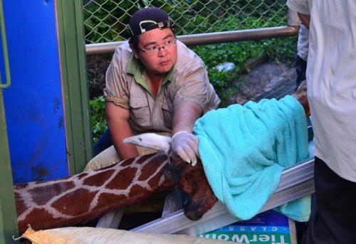 Ταϊβάν: Καμηλοπάρδαλη πέθανε από κρίση πανικού-Αντιδράσεις από οργανώσεις προστασίας ζώων
