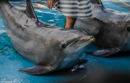 Ostsee: Παιδιά κολυμπούν με δελφίνι στα φιόρδ του Kieler