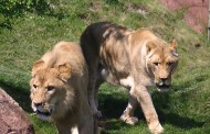 Λειψία: Δυο λιοντάρια κυκλοφορούν ελεύθερα - Το έσκασαν από ζωολογικό κήπο