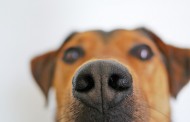 Έρευνα: Οι σκύλοι μπορούν να μυρίσουν τον καρκίνο