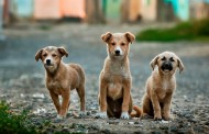 Γερμανία: Σκυλάκια σε ρόλο σωματοφύλακα για την προστασία δέντρων
