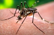Baden-Württemberg: Από τις αρχές του έτους αναφέρθηκαν 21 κρούσματα του ιού Ζήκα