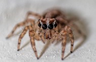 Μόναχο: Επικίνδυνα δαγκώματα από αράχνες
