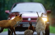 Γερμανία: Application προστατεύει τους οδηγούς από Ατυχήματα με Άγρια ζώα