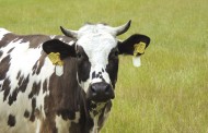 Δικαστικό θρίλερ στη Γερμανία για «αγελάδα δολοφόνο»