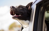 Aschaffenburg: Πάτησε το σκύλο της με το αυτοκίνητό της στη διάρκεια της βόλτας