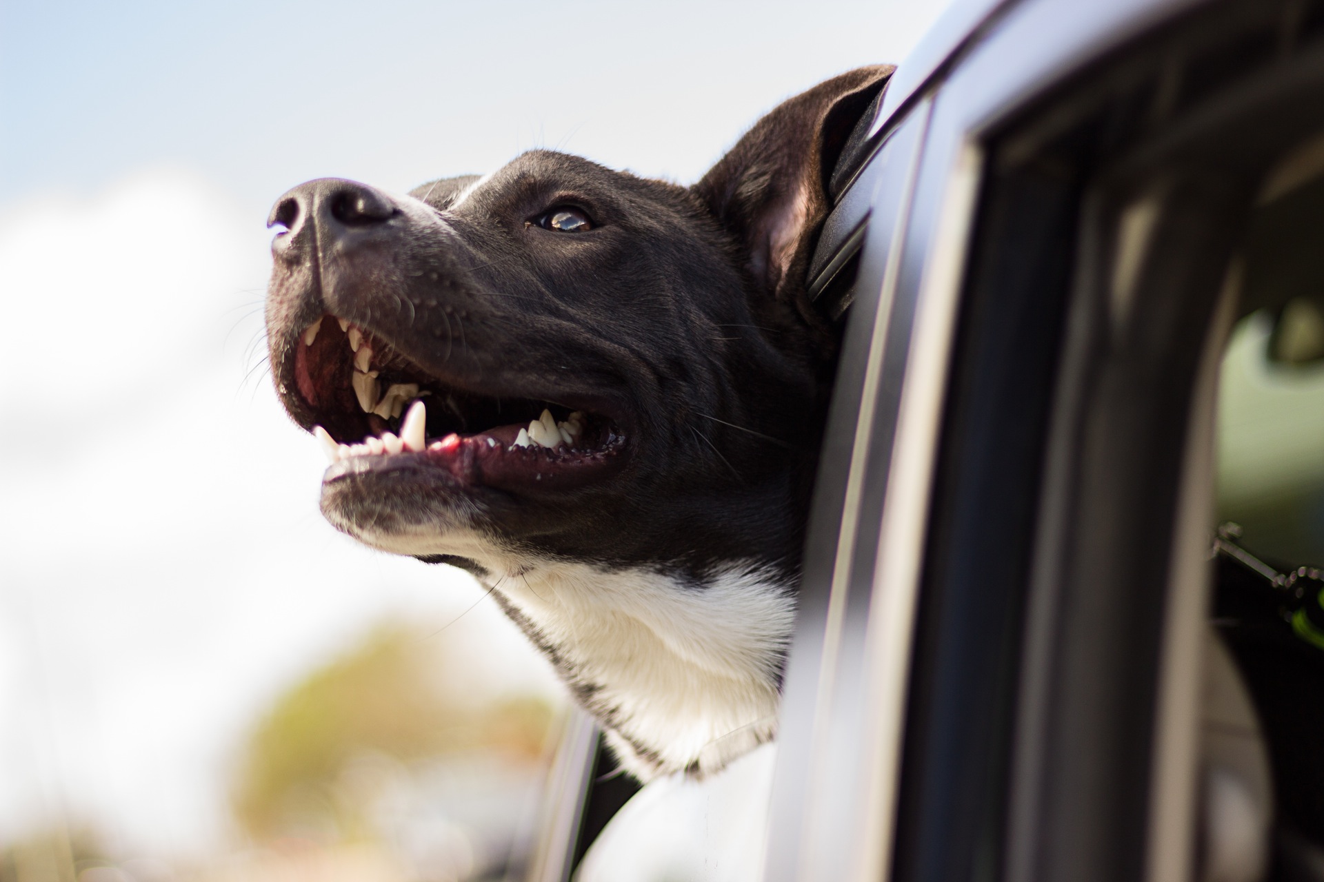 Aschaffenburg: Πάτησε το σκύλο της με το αυτοκίνητό της στη διάρκεια της βόλτας