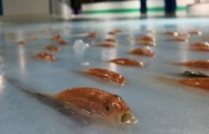Οργή προκάλεσε ένα παγοδρόμιο στην Ιαπωνία που είχε τοποθετήσει χιλιάδες αληθινά ψάρια στον πάγο