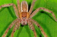 Γερμανία: Θανατηφόρα τροπική αράχνη βρέθηκε σε συσκευασία με μπανάνες στο Lidl