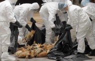 Γερμανία: Πολλά τα κρούσματα της γρίπης των πτηνών