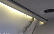 Χαμός σε αεροσκάφος όταν οι επιβάτες είδαν φίδια πάνω στο κεφάλι τους (Vid)