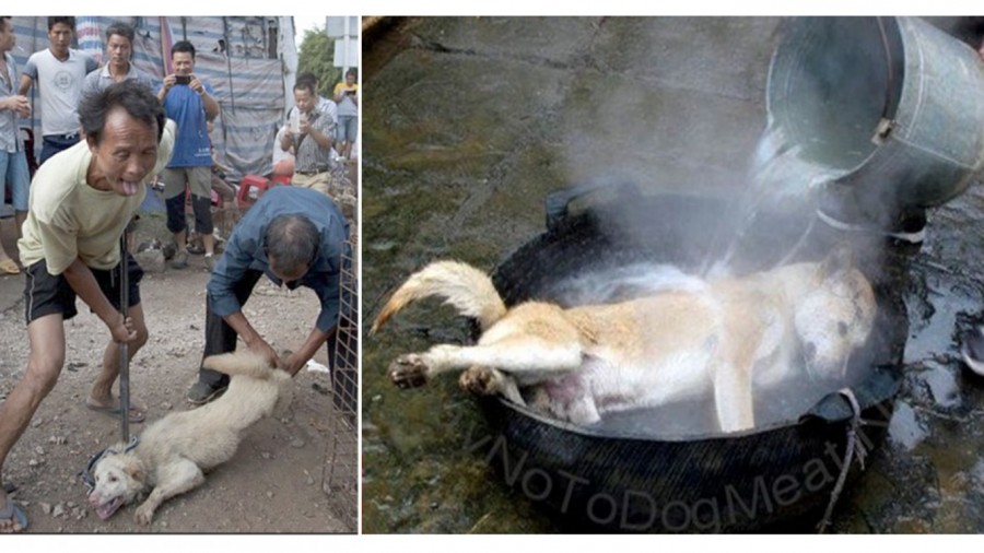 Σοκ στην Κίνα - Σκοτώνουν 15.000 σκυλιά το χρόνο, στο φεστιβάλ Yulin Dog