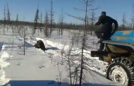 Σάλος με βίντεο που δείχνει οδηγούς νταλίκας να παρασέρνουν σκόπιμα αρκούδα