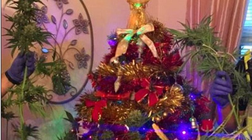 Φωτογραφία: Στόλισαν το χασισόδεντρο σαν χριστουγεννιάτικο δέντρο αλλά δεν γλίτωσαν τη σύλληψη