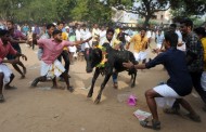 Ινδία: Δύο νεκροί και 28 τραυματίες σε παραδοσιακό φεστιβάλ ταυρομαχίας