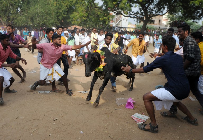 Ινδία: Δύο νεκροί και 28 τραυματίες σε παραδοσιακό φεστιβάλ ταυρομαχίας