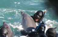 Πανικόβλητο δελφίνι προσπαθεί να σώσει το μωρό του από τους δύτες στο αιματηρό κυνήγι