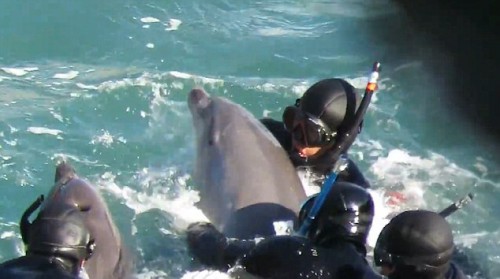Πανικόβλητο δελφίνι προσπαθεί να σώσει το μωρό του από τους δύτες στο αιματηρό κυνήγι