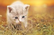 Γερμανία: Φρικτό! Βρέθηκε αποκεφαλισμένο γατάκι σε παιδική χαρά
