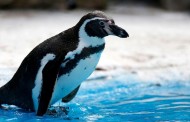Γερμανία: Η αστυνομία έβγαλε... alert για πιγκουίνο