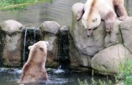 Γερμανία: Σπάνια «υβριδική» αρκούδα πυροβολήθηκε σε ζωολογικό κήπο όταν ξέφυγε από το κλουβί της