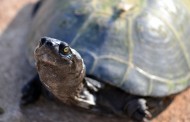 München: Πόσο σκληρό! Γάλλοι μετέφεραν από την Αθήνα ζωντανές χελώνες μέσα στις αποσκευές