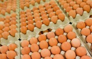 Γερμανία: Υποψία για κίνδυνο σαλμονέλας σε 100.000 αυγά της Heidegold