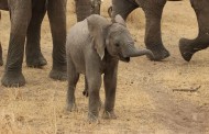 Σκηνές βίας σε ζωολογικό κήπο στο Αννόβερο - Φύλακες χτυπούν με μανία νεαρούς ελέφαντες