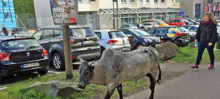 Γερμανία: 14 ζώα απέδρασαν από ζωολογικό κήπο και έκαναν βόλτα στην Κολωνία