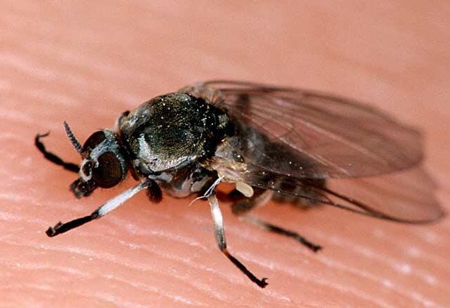 Γιατρός προειδοποιεί για επικίνδυνο κουνούπι … στη Γερμανία!