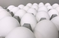 Μαζική απόσυρση μολυσμένων με εντομοκτόνο αυγών σε Ολλανδία και Γερμανία