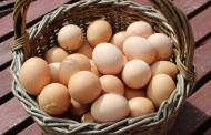 Ένας στους τέσσερις Γερμανούς τρώει λιγότερα αυγά μετά το διατροφικό σκάνδαλο