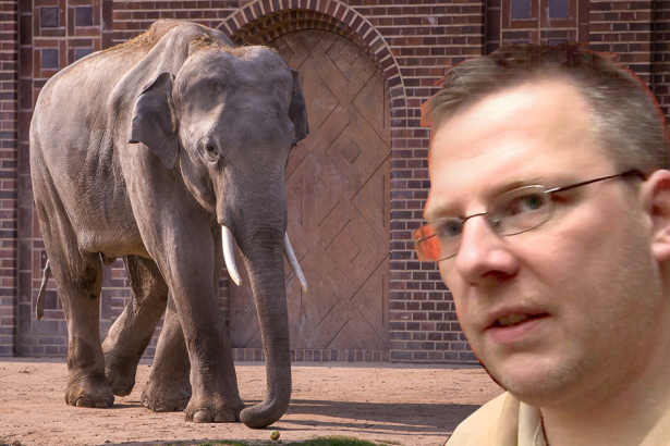Γερμανία: Επίθεση ελέφαντα σε ζωολογικό κήπο