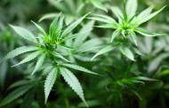 Γερμανία : Μεγάλη ποσότητα φυτείας μαριχουάνας ανακάλυψε η αστυνομία